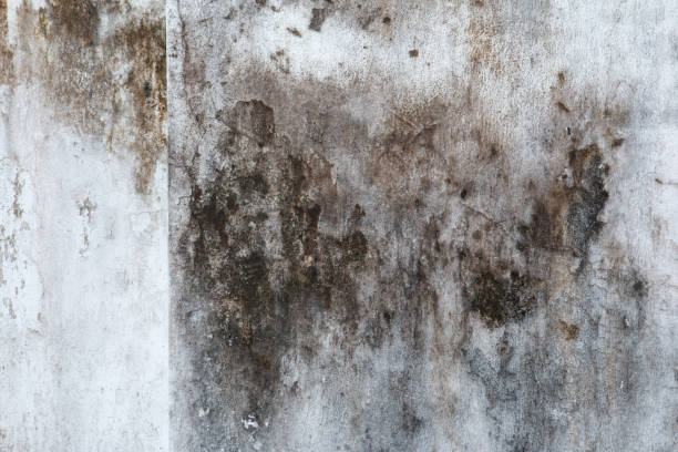 Best Indoor Air Quality Assessment  in Chickasaw, AL