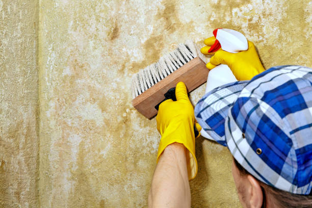 Best Forensic Mold Investigation  in Chickasaw, AL