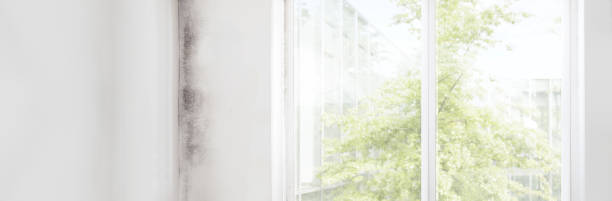 Best Emergency Mold Remediation  in Chickasaw, AL