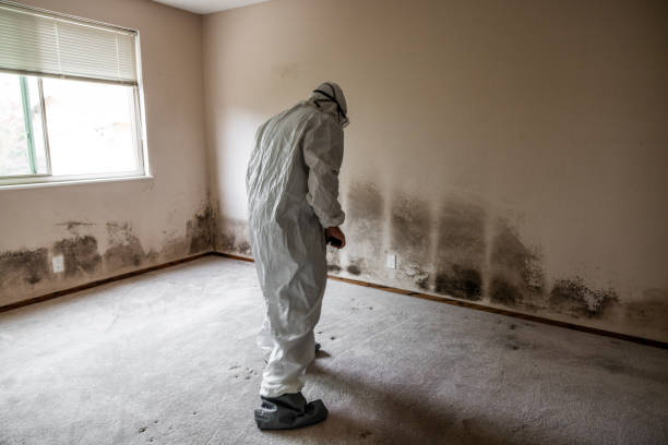 Best Crawl Space Mold Remediation  in Chickasaw, AL
