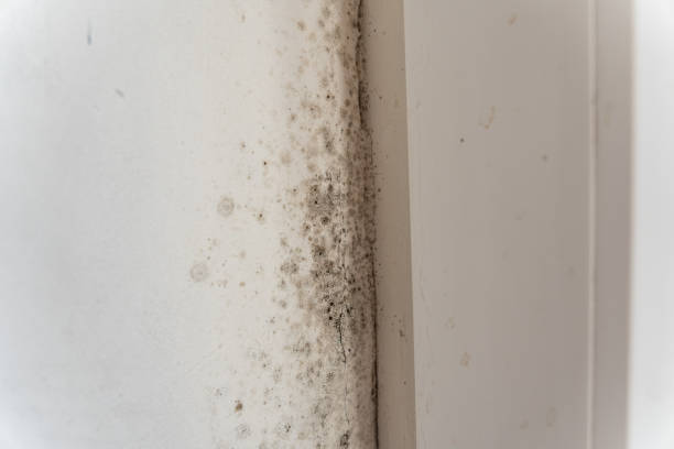 Best Mold Removal for HVAC Installations  in Chickasaw, AL